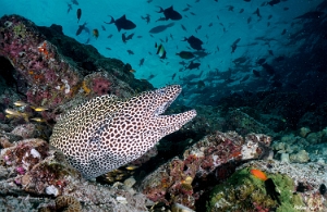 Maldives 2021 - Murene leopard  - Blackspotted morey  - Gymnothorax favagineus - DSC00852_rc